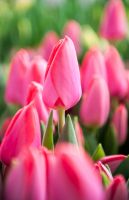Tulip Triumph - Barre Alta